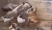 柴犬被大鹅们打到秒怂